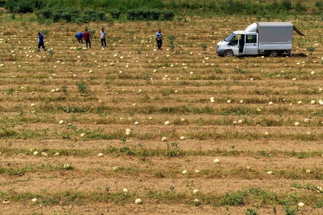 İzmir Tire'de Doğal Yaşam Parkı'ndaki hayvanlardan muhteşem görüntüler 7